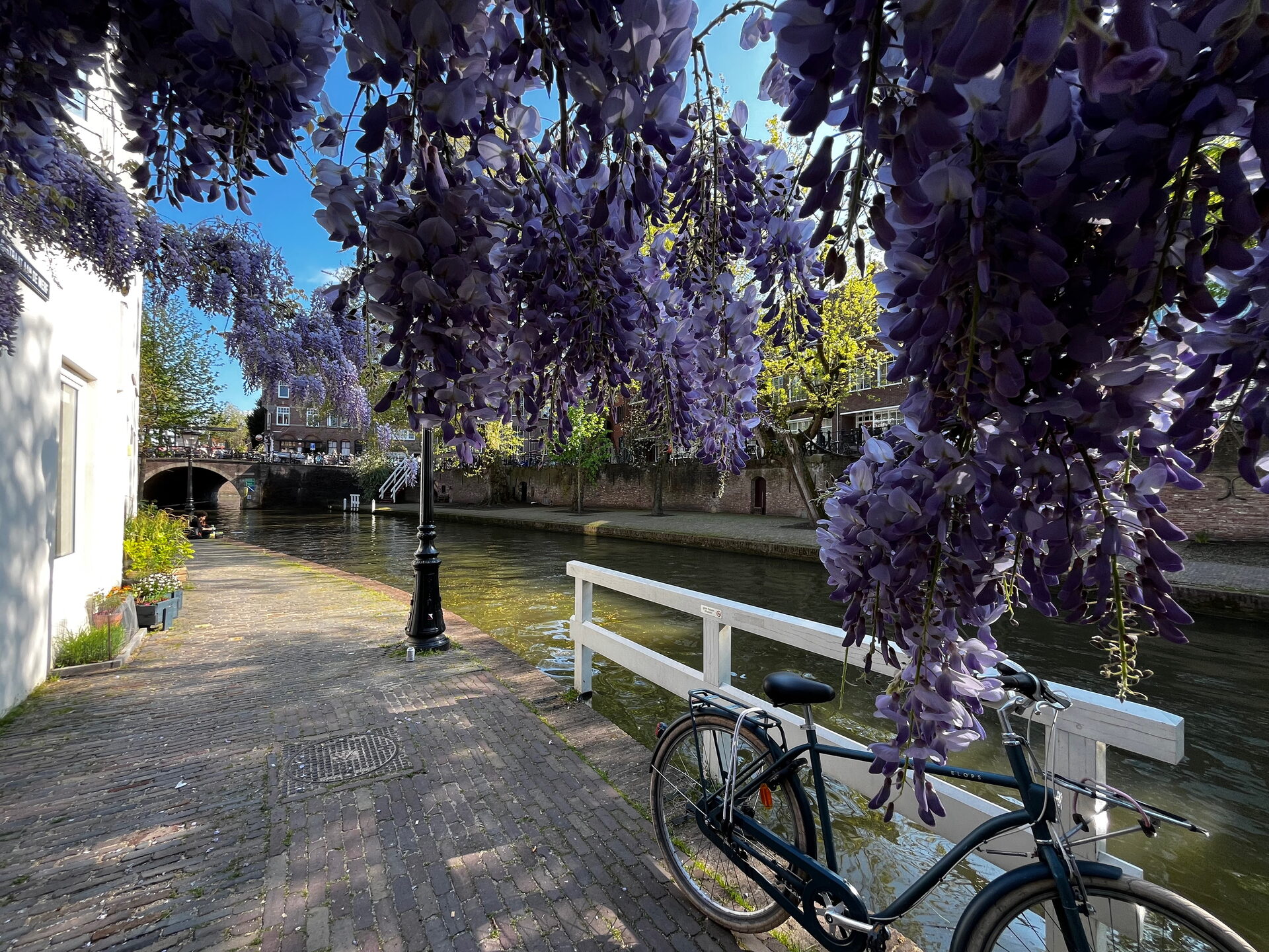 Werf aan de Oudegracht met bloeiende blauwe regen